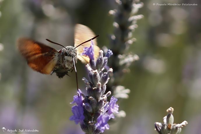 Moro sphinx ou Sphinx colibri ou Sphinx du caille-lait (Macroglossum stellatarum) - Sphingidae