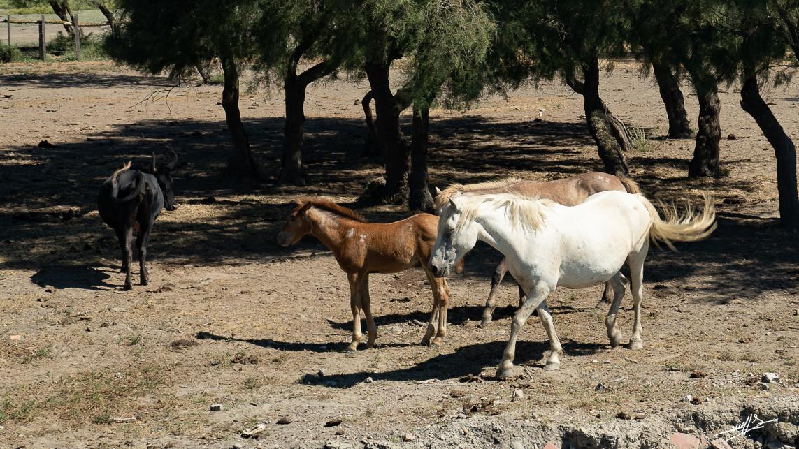 OC 2021 : Saintes Maries de la Mer : loin de la foule. (3 et fin)