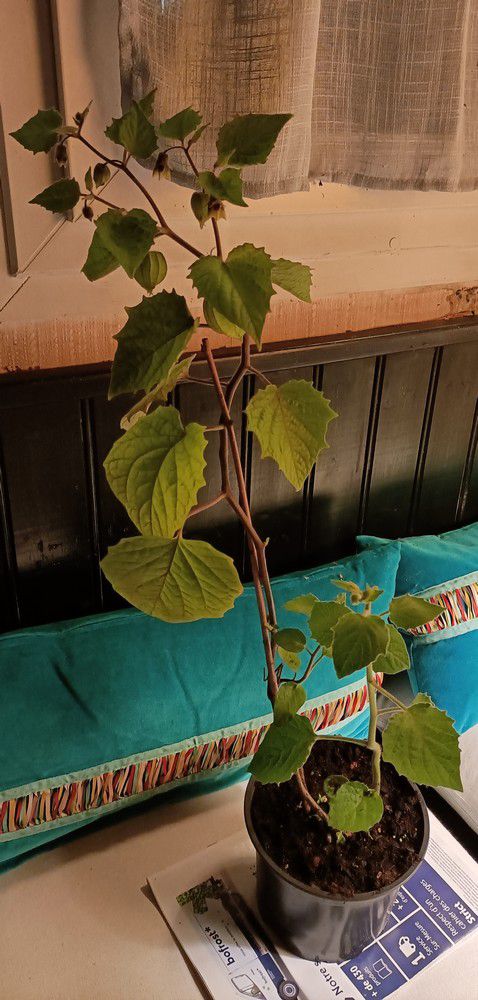 Physalis ou "amour en cage", quelle beauté !