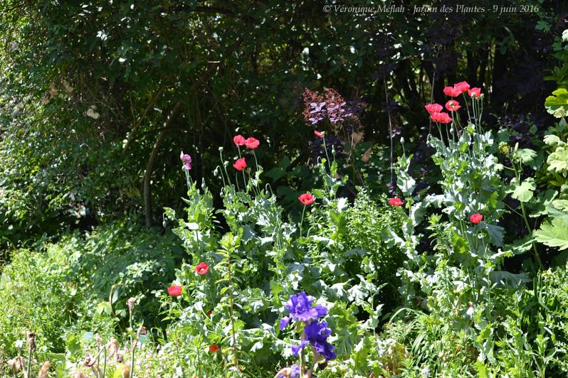Jardin des Plantes de Paris : Jardin des iris et des plantes vivaces