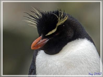 Gorfous sauteurs, Southern Rockhopper Penguin (Eudyptes chrysocome) - Coffin's Harbour - New Island - Falkland (Malouines, Malvinas) - Grande-Bretagne