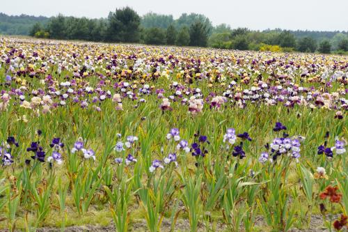 Les iris de Bourdillon