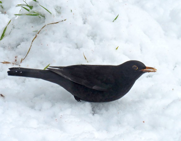 Durant le jour de neige de novembre à Châtillon, les oiseaux ont eu faim !