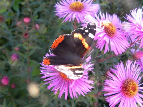 Asters et papillons