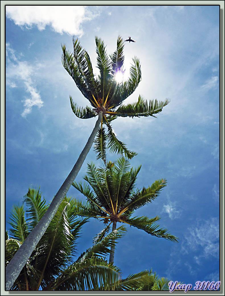 Ciel et sable - Cocotier créateur d'ombre à la plage publique Pointe Matira - Bora Bora - Polynésie française