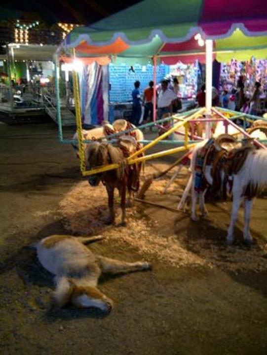 Pétition pour l'interdiction des manèges à poneys