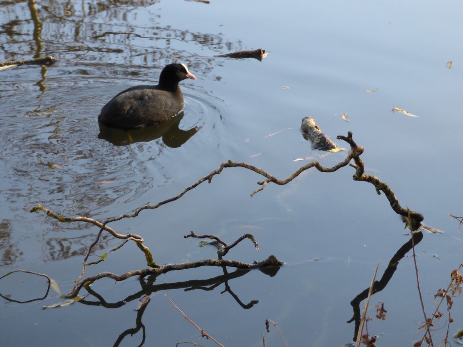 Irrésistiblement, elle m'appelle