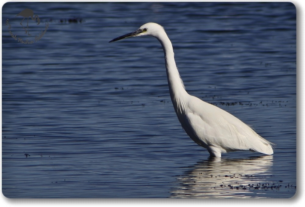 Aigrette Garzette (Etang de L'Or - Carnon)