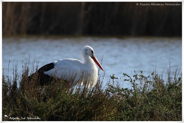 Cigogne blanche