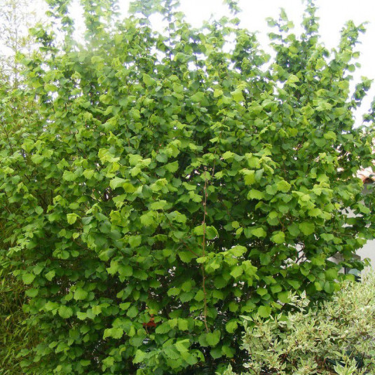 Arbre fruitier : Noisetier
