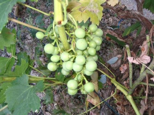 La vigne en Bretagne ... !!!