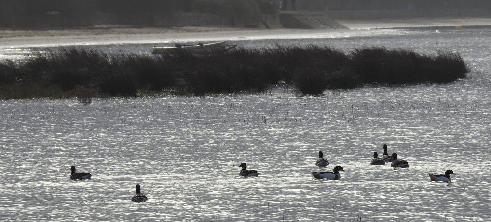 Les oies bernaches sur le départ...