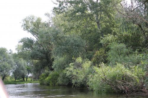 Dans le delta du Danube 2