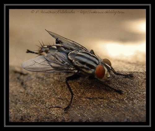 Madame Mouche m'a offert sa séance de toilettage