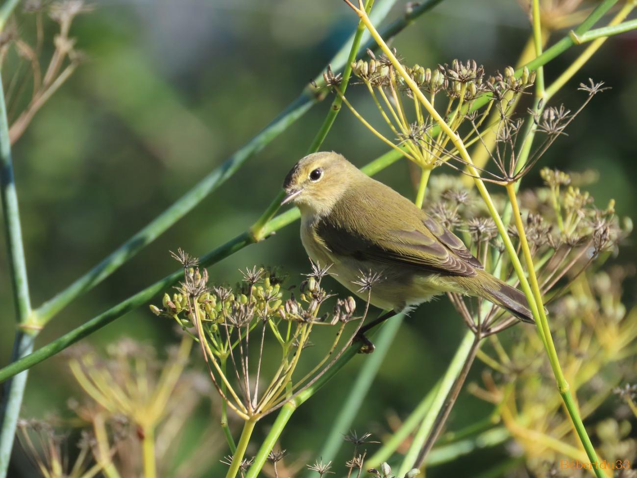 un oiseau dans le jardin 