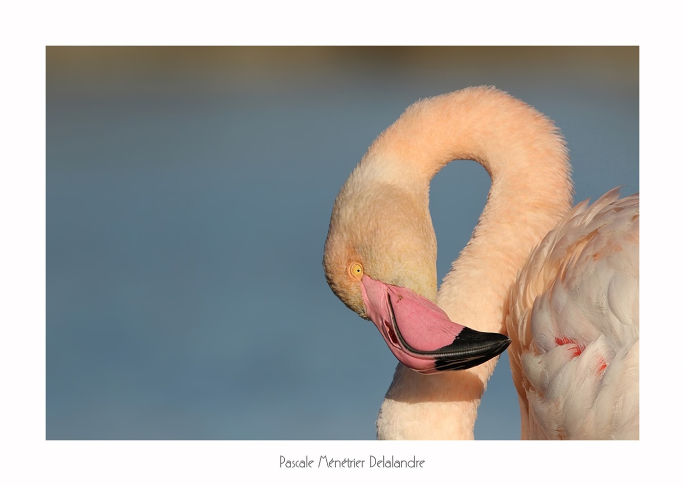Flamants roses du Méjean
