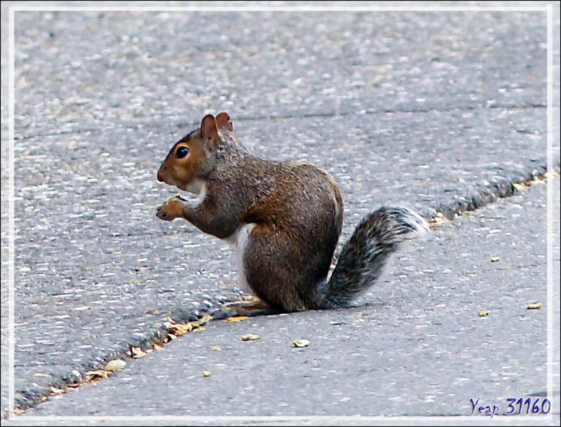Écureuil gris "des villes", Grey squirrel (Sciurus carolinensis) - Québec - Canada