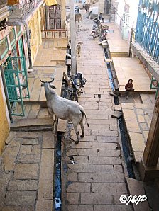 rajasthan 2 237marq