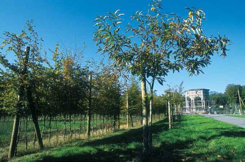 Parc d'Enghien - La Mémoire des Arbres