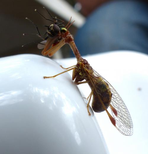 La loi de la nature: