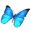 insecte_papillon001