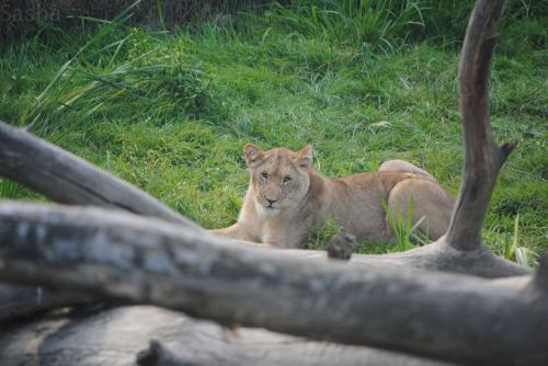 3 - Lion (lionceau).