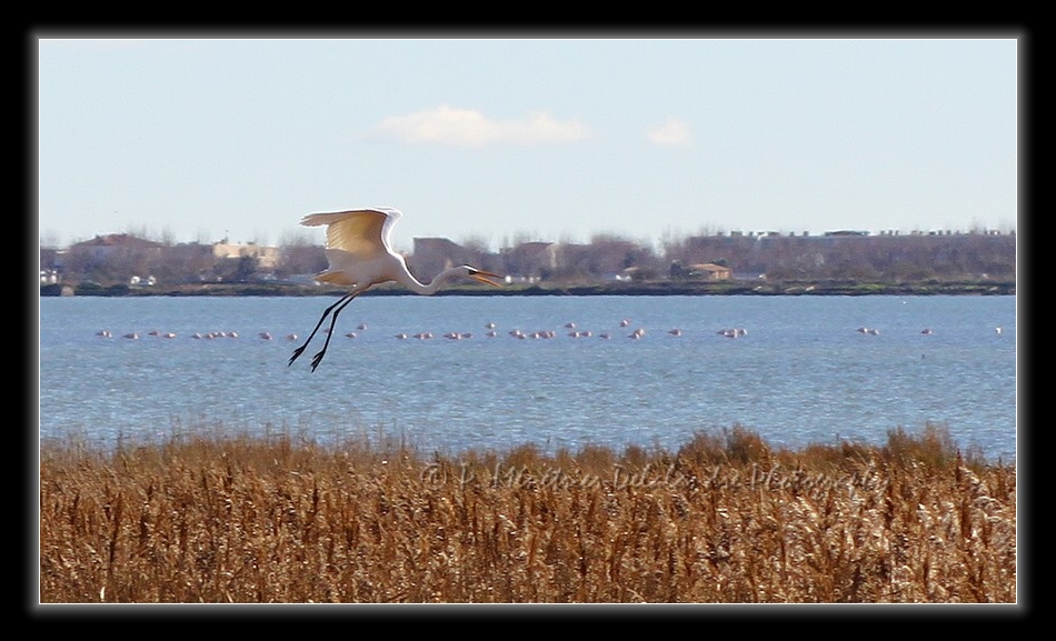 Aigrette garzette sur fond de Flamants rose...