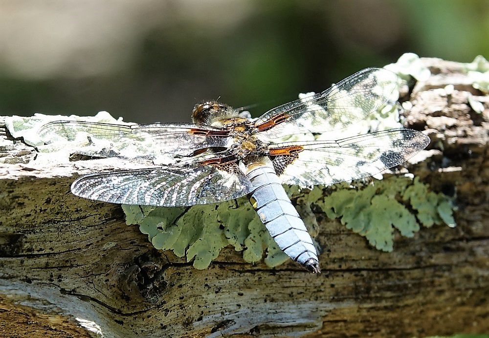 Une sortie "Libellules et demoiselles" pour la fête de la Nature 2021....