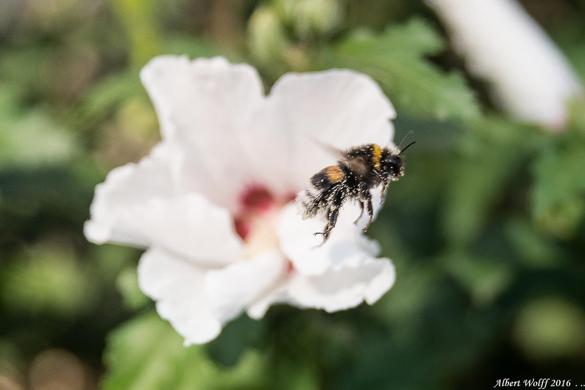 La fleur et  l'abeille