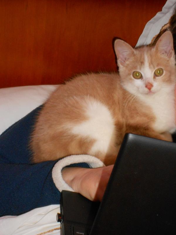 Quelques nouvelles des fauves ... !!!