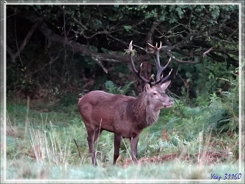 27/09/2019 : brame du cerf observé entre 7 h 15 et 8 h 15 - Lartigau - Milhas - 31