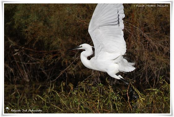 Aigrette garzette 