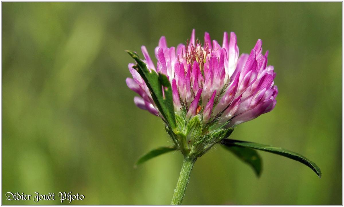 Trèfle des Prés (3) - Trifolium pratense