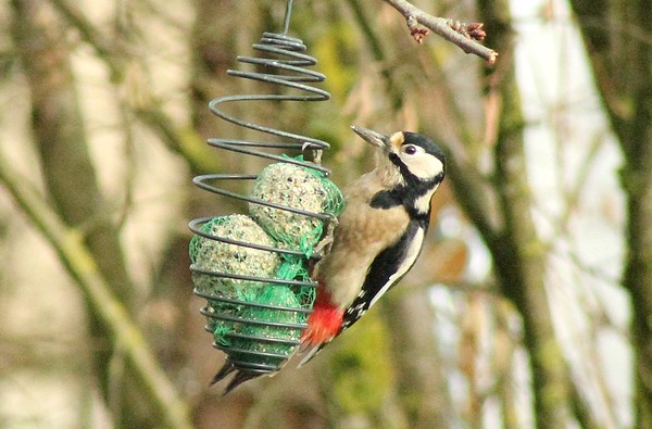 Dix-huit sortes d'oiseaux ont fréquenté mon jardin durant l'hiver 2015-2016...