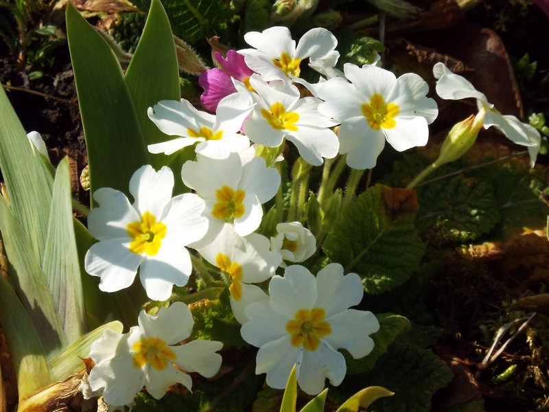 Il nous arrive  ... le printemps ! ...