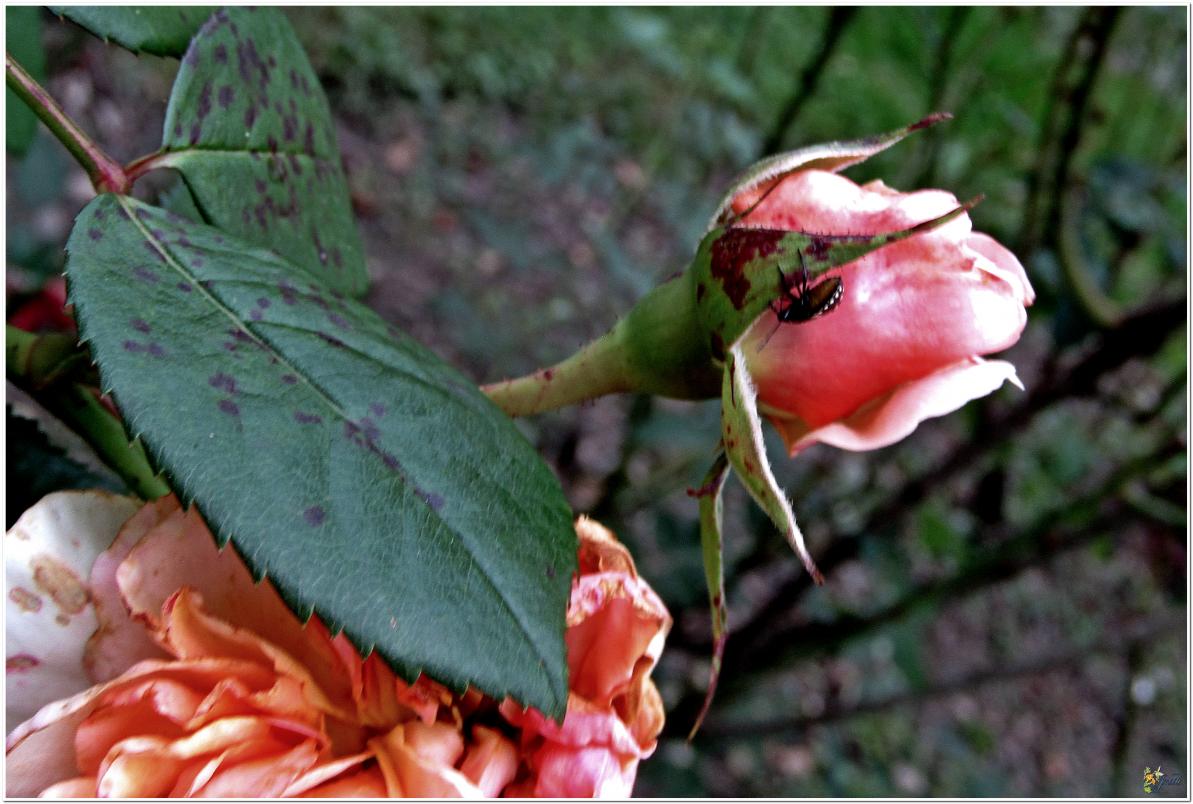2024  LES ROSES DU JARDIN 