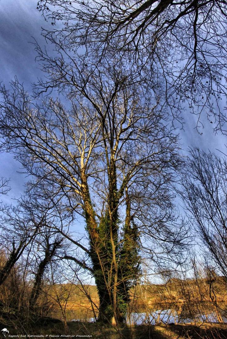 Nature du Gard (30)