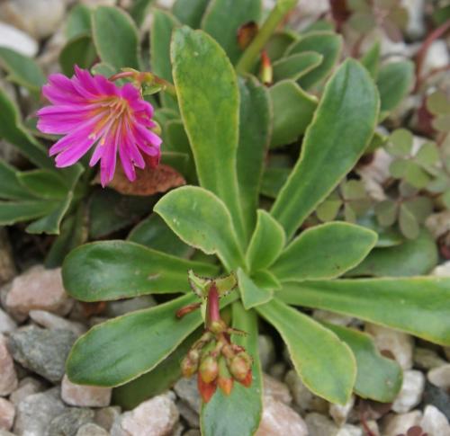 Fleurs cultivées : Lewisia