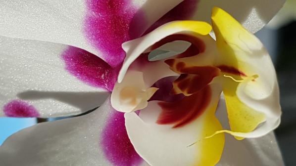 les Fleurs d'ANNE .L  