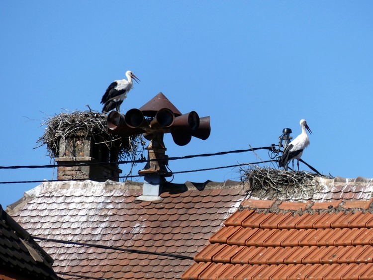 Cigognes