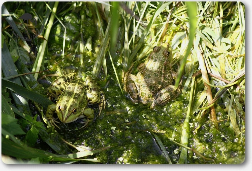 Petites grenouilles...