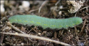  Piéride de la rave (Pieris rapae) - Pieridae