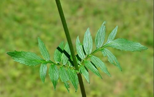 Fleurs cultivées : Valériane
