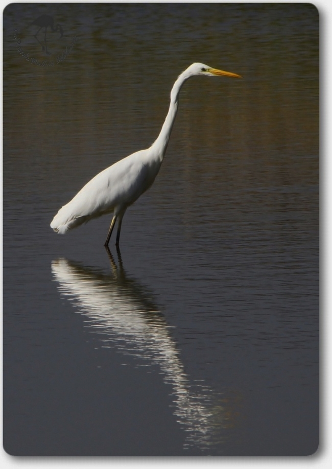 Grande aigrette...