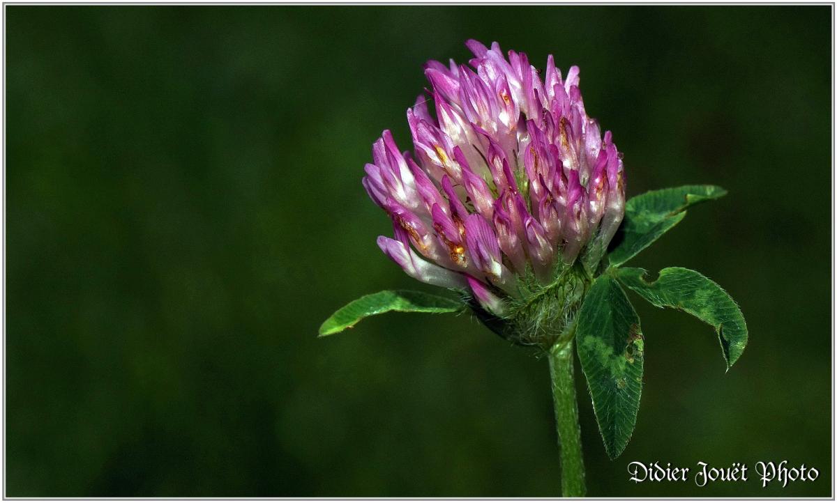 Trèfle des Prés (2) - Trifolium pratense