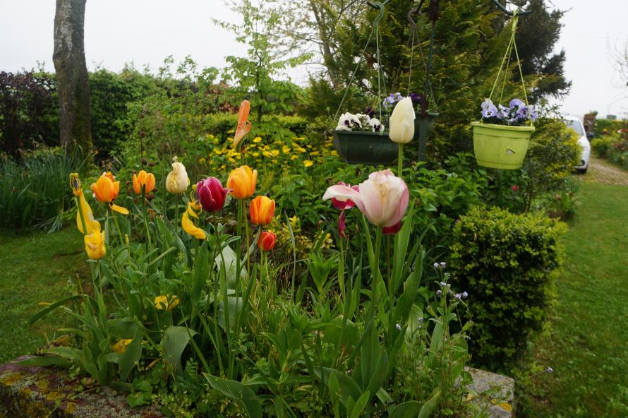 «La fête à la tulipe»