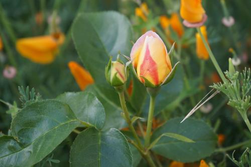 le jardin se fait romantique