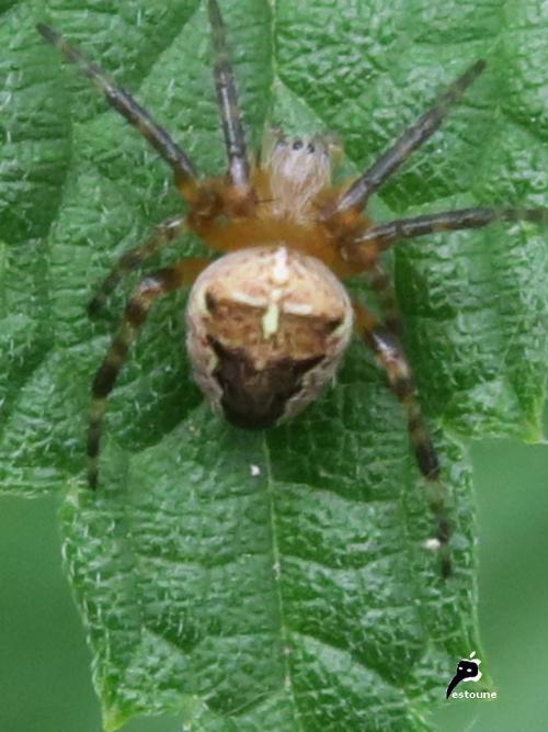 Les araignées de France