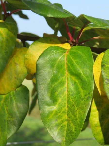 Arbre fruitier : Cognassier