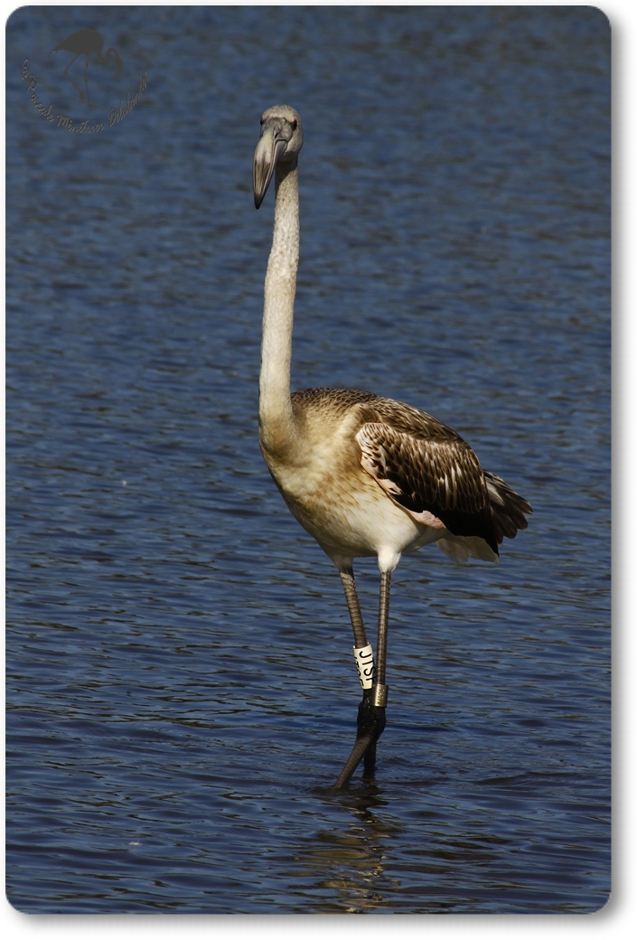 Flamants roses, adulte et juvénile...